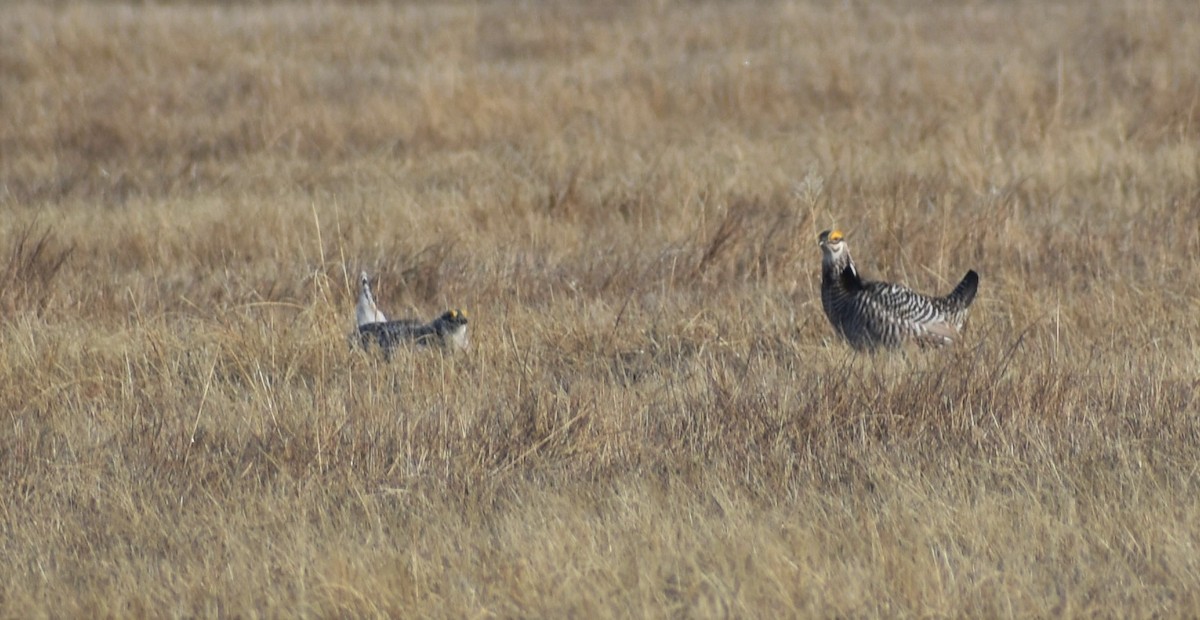 Sharp-tailed Grouse - ML565825621