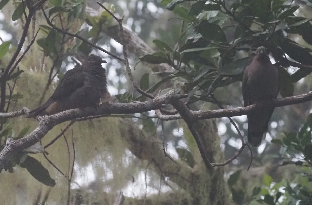 Phapitréron améthyste (amethystinus/imeldae) - ML565825821