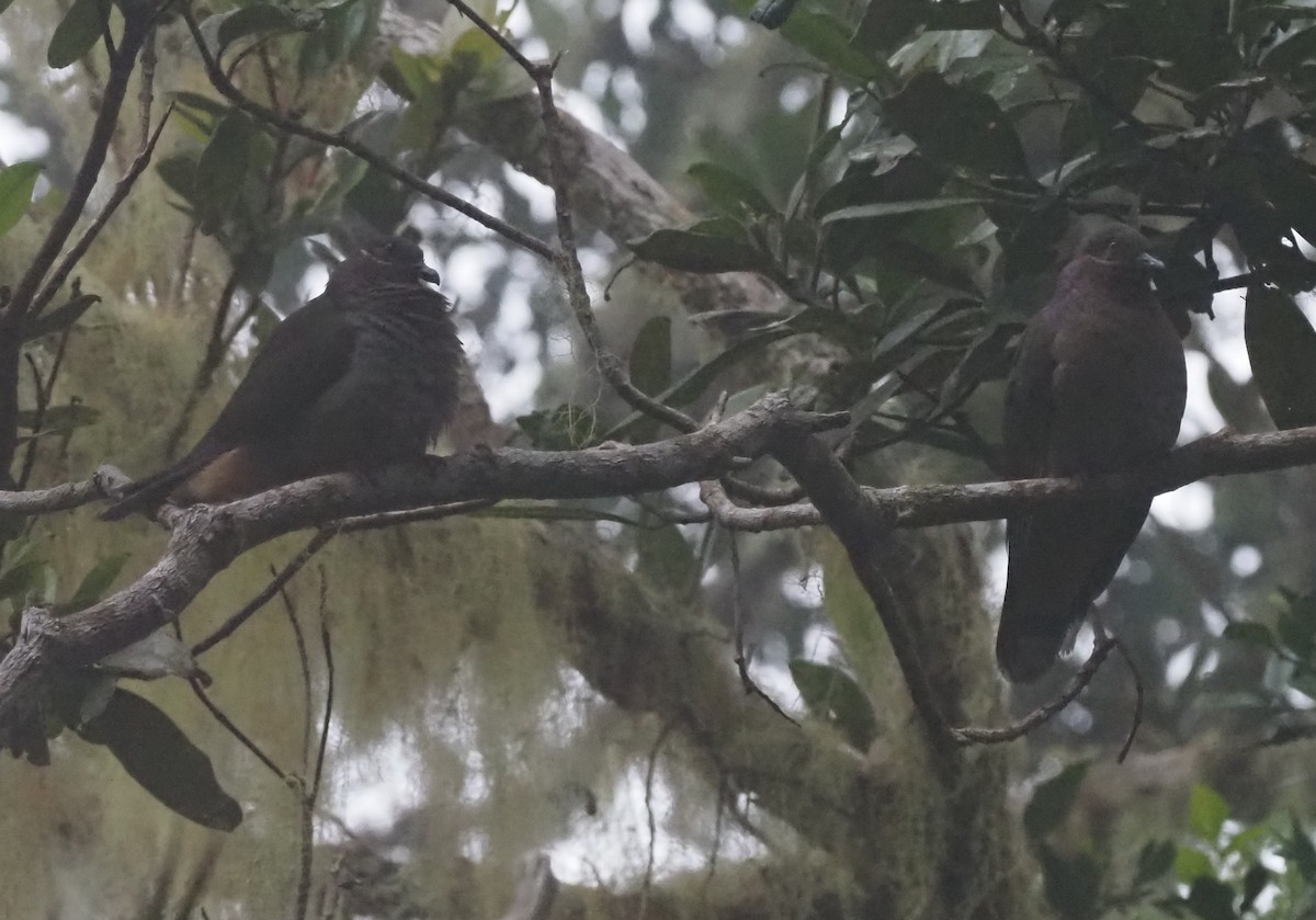 holub ametystový (ssp. amethystinus/imeldae) - ML565825971