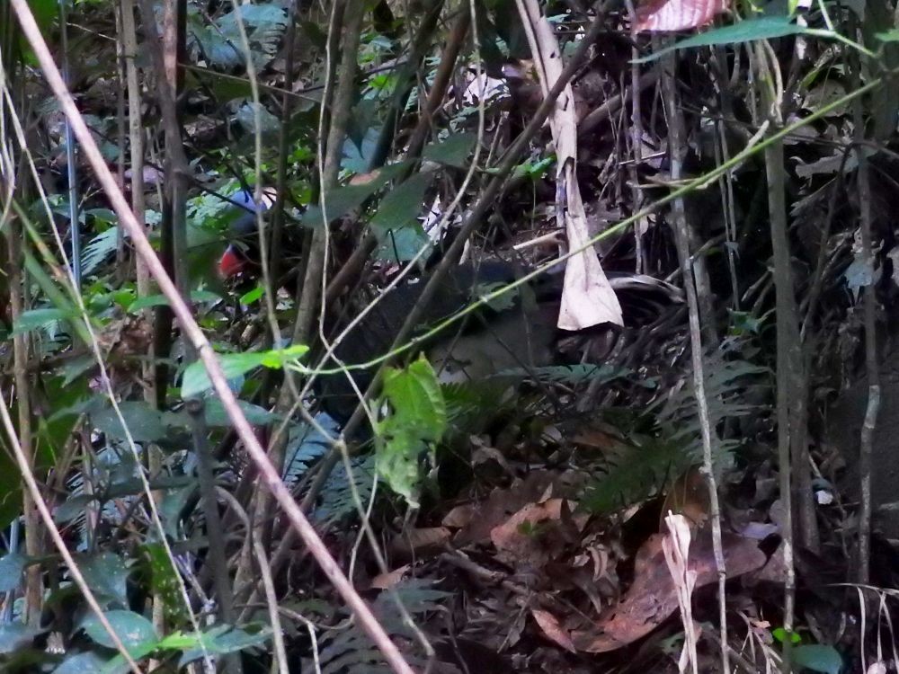 Helmeted Curassow - ML565826161