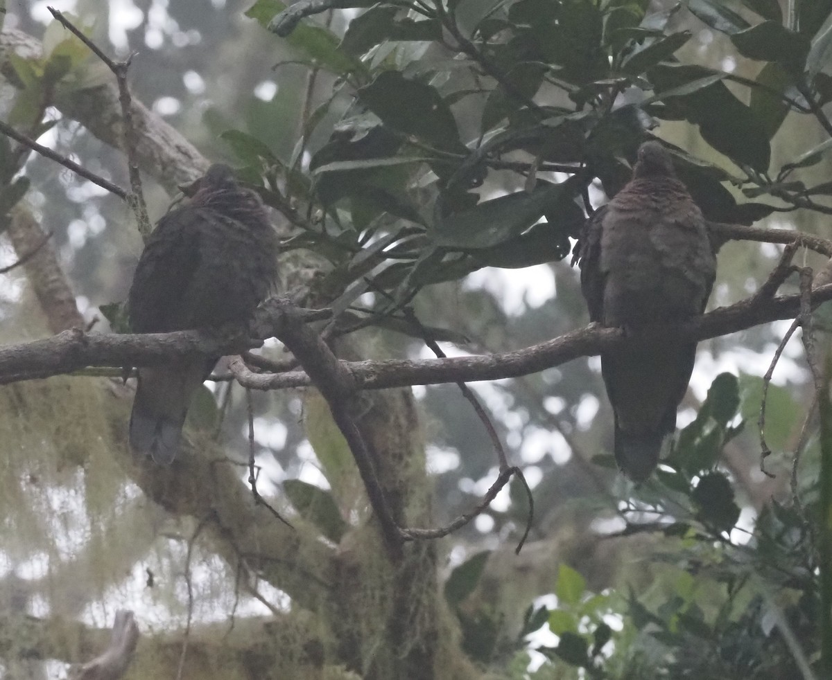 Phapitréron améthyste (amethystinus/imeldae) - ML565826201