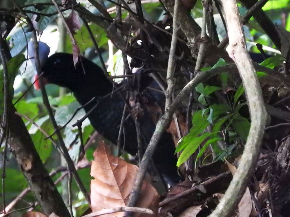 Helmeted Curassow - ML565826401