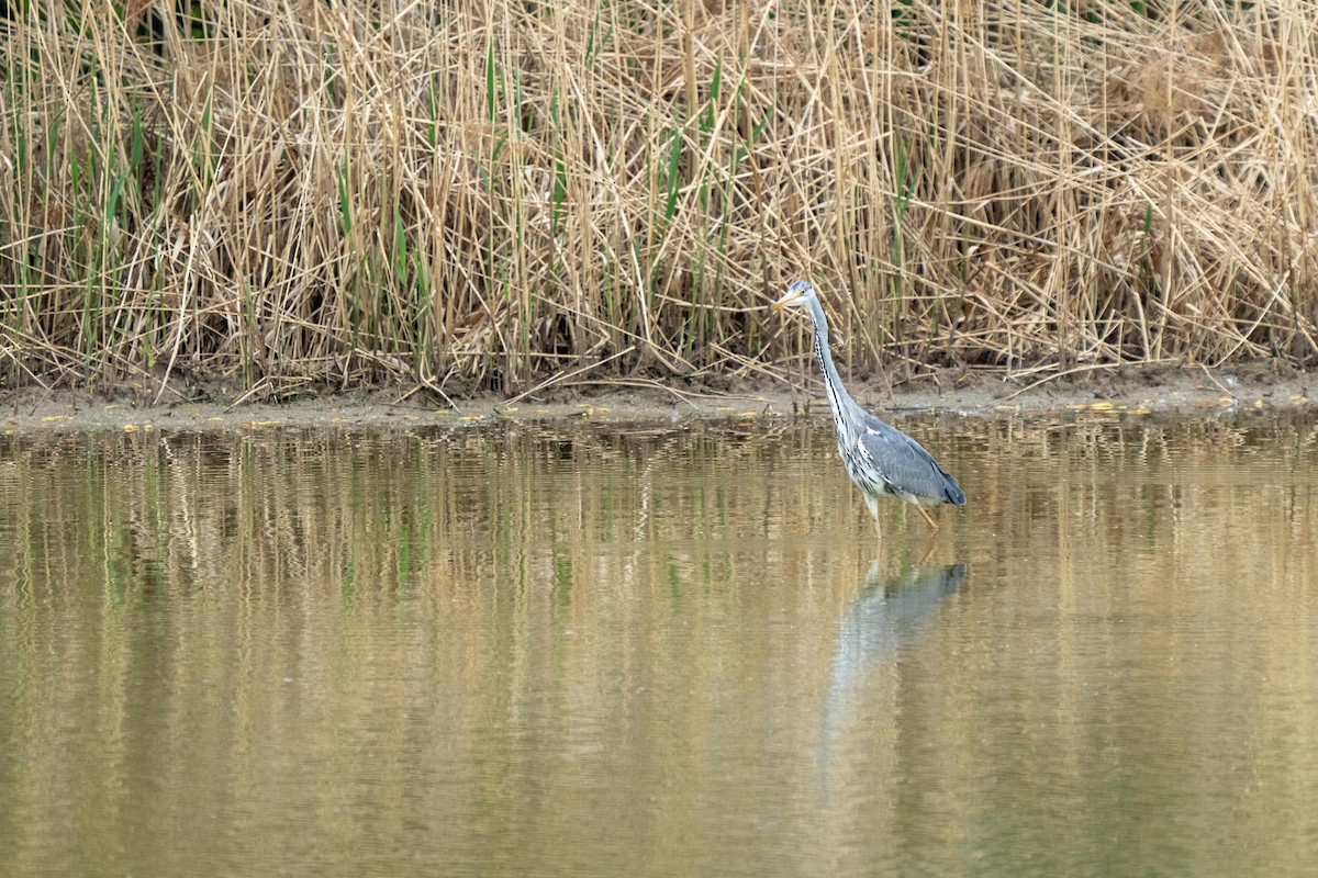 Gray Heron - ML565826531