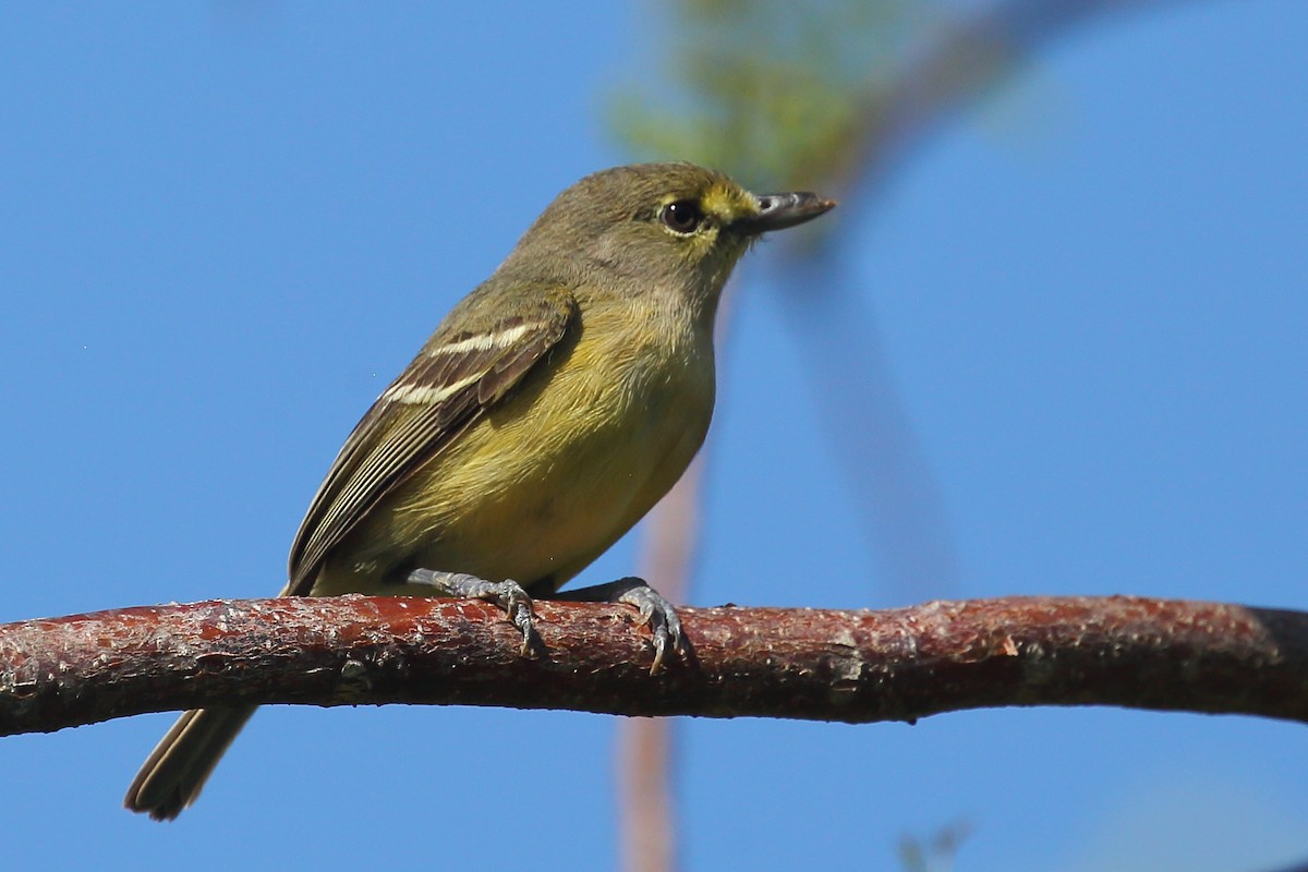 Thick-billed Vireo - ML565826721