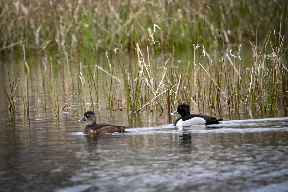 Ring-necked Duck - ML565826811