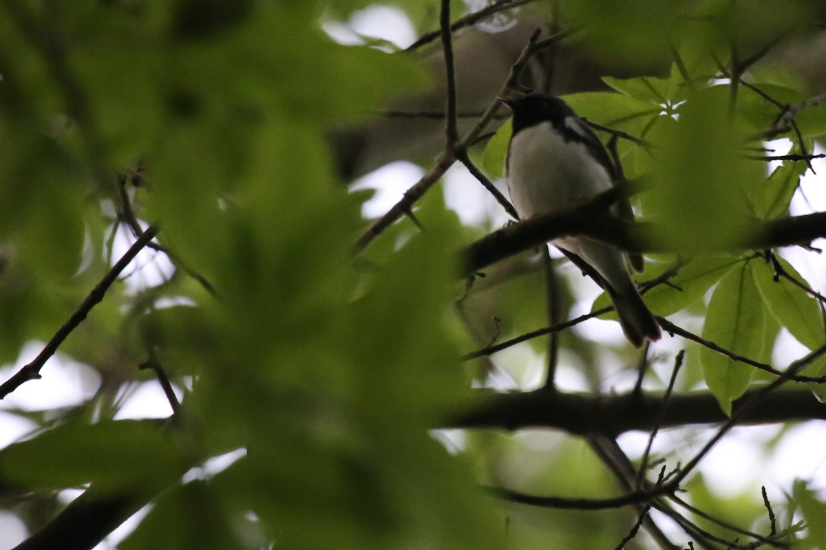 Black-throated Blue Warbler - ML56582691