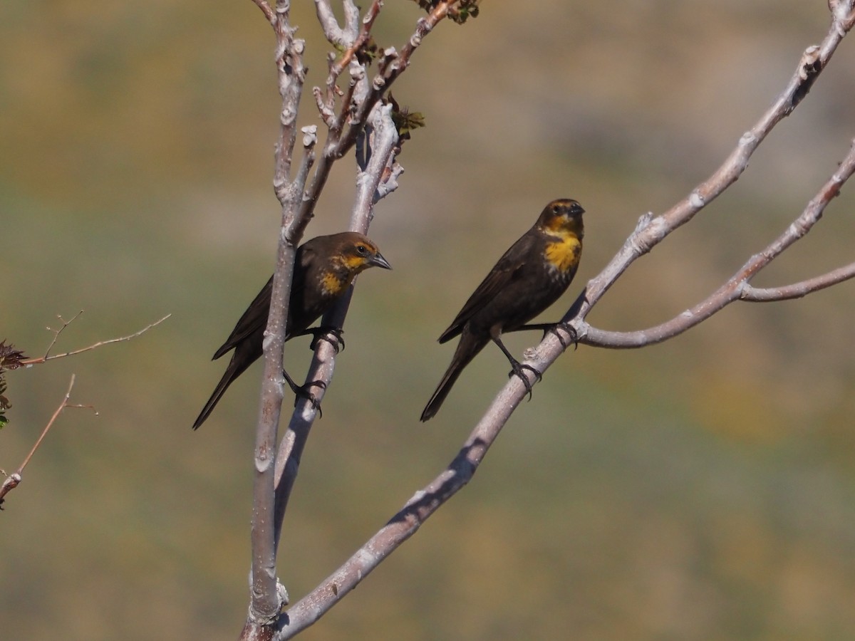 Yellow-headed Blackbird - ML565827201