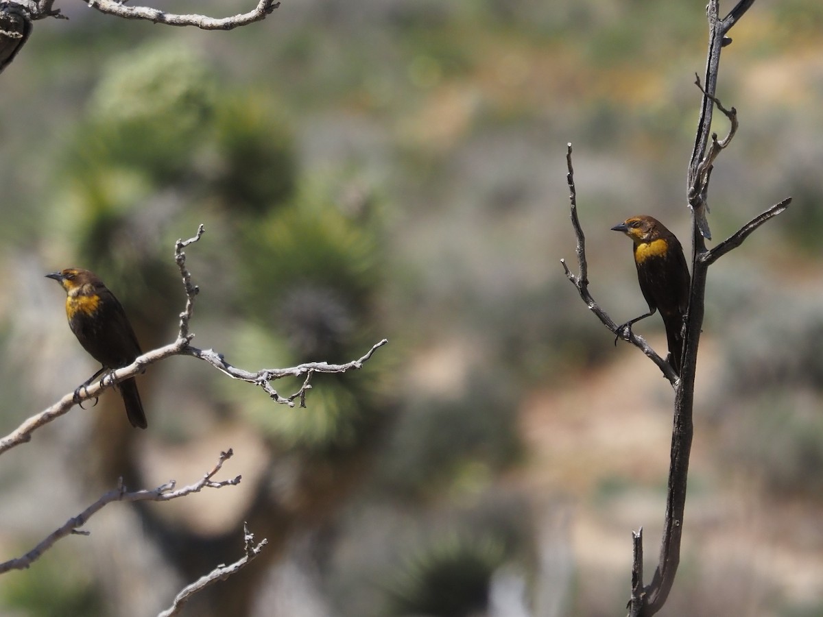 Yellow-headed Blackbird - ML565827211