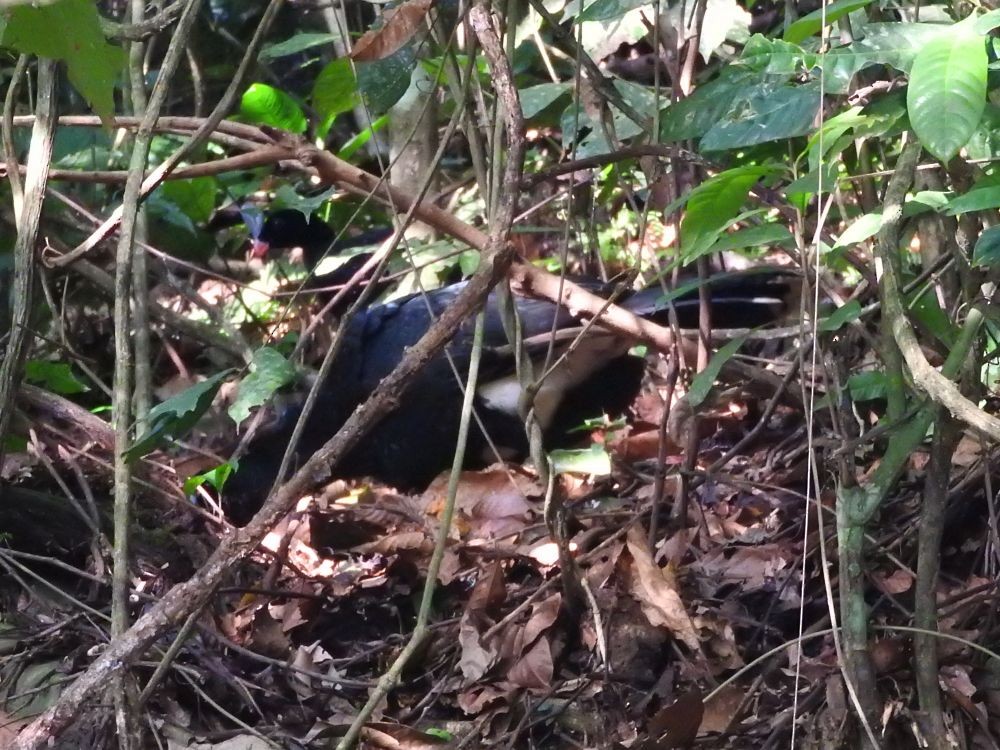 Helmeted Curassow - ML565827651