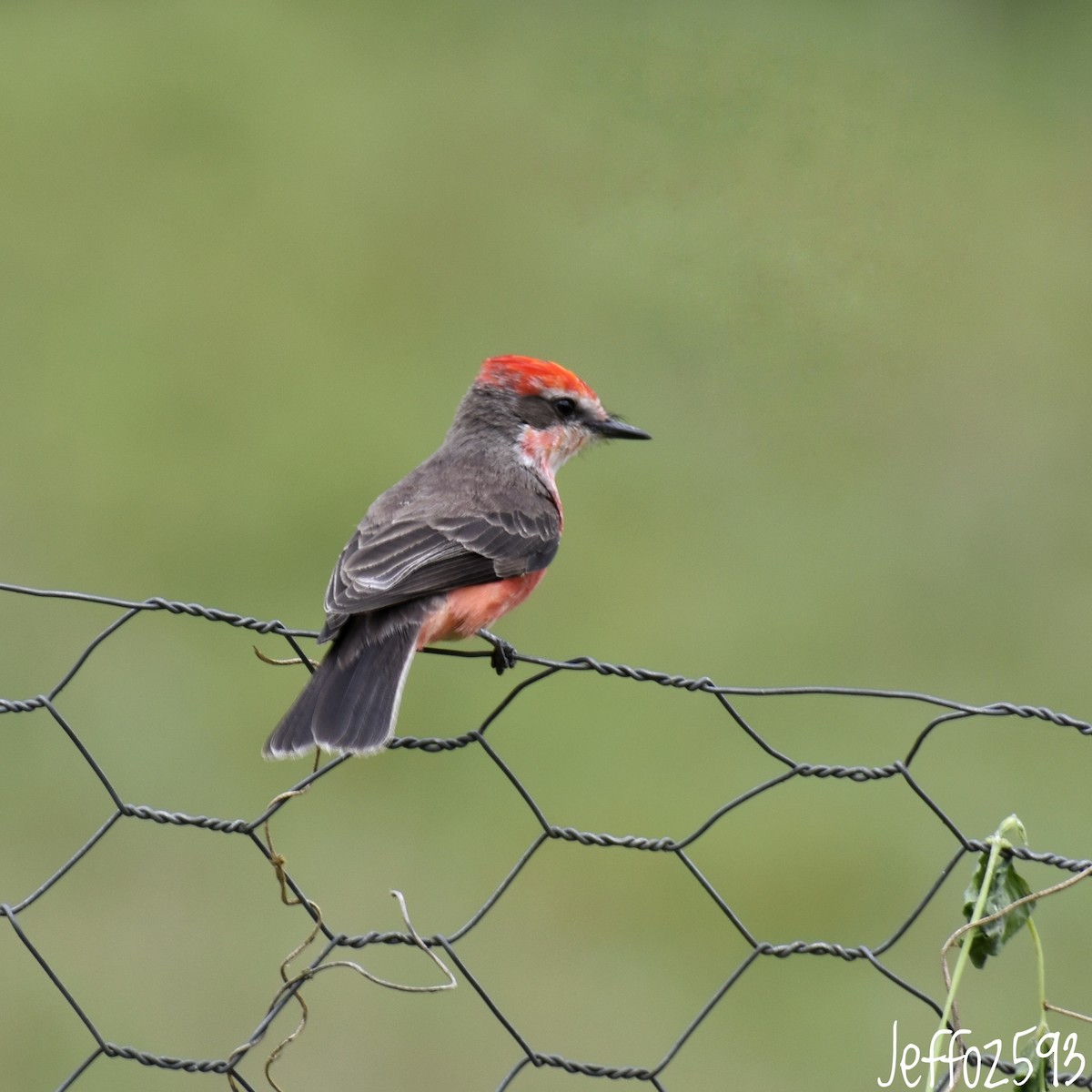 Vermilion Flycatcher - Jefferson  Morales