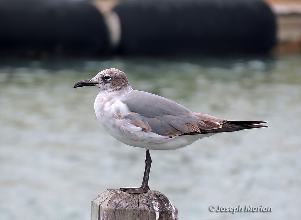 Mouette atricille - ML565830101