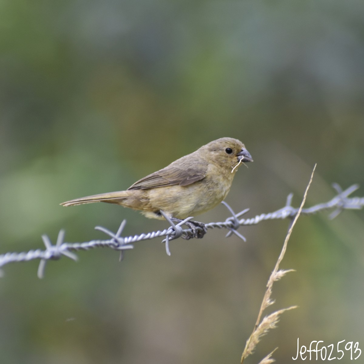 Semillero Ventriamarillo - ML565830191