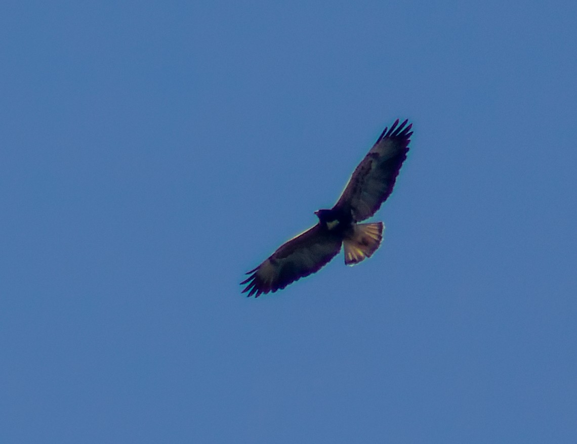 White-tailed Hawk - Enéas Junior