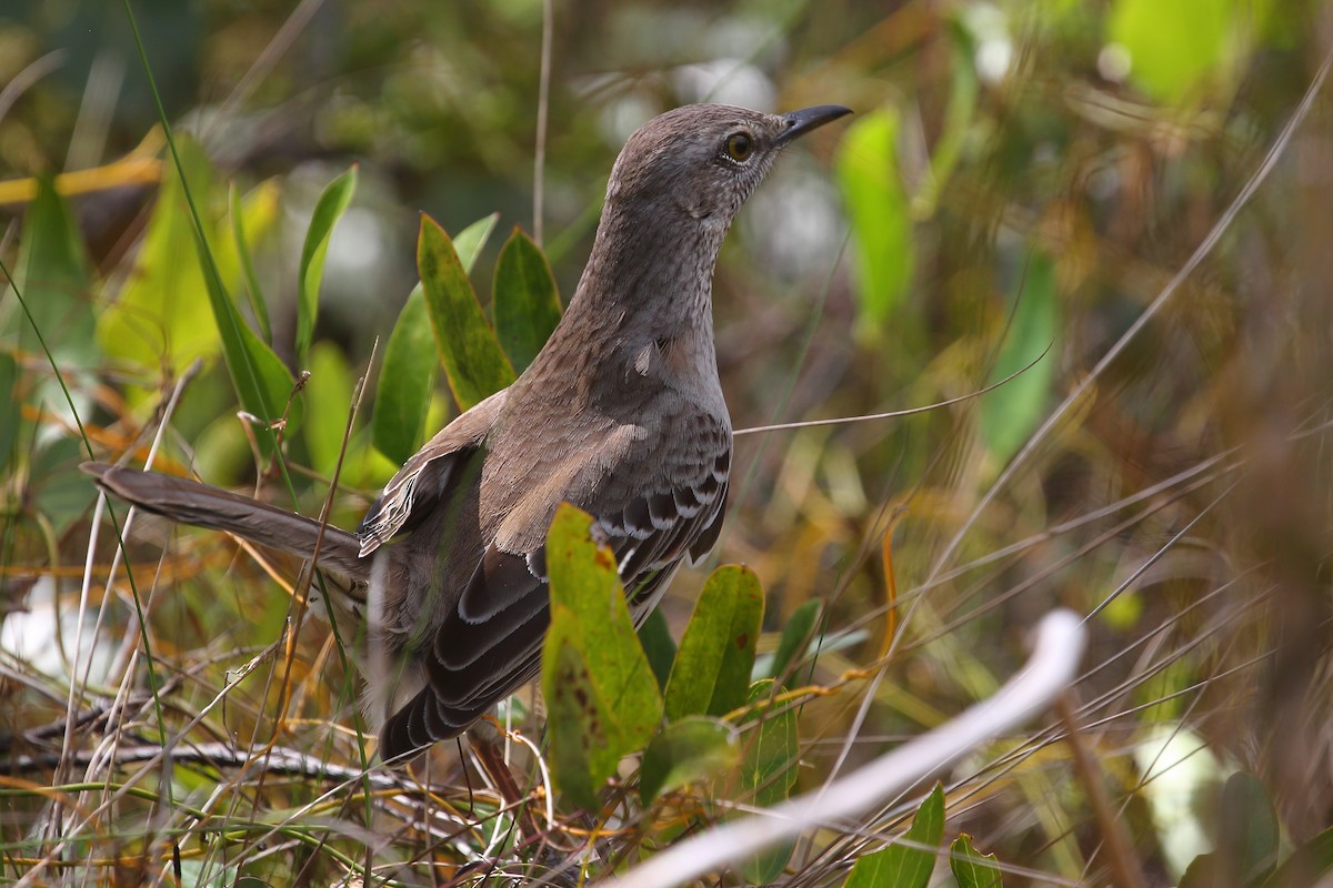 Bahama Mockingbird - ML565831691