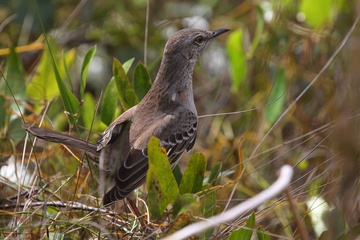 Bahama Mockingbird - ML565831691