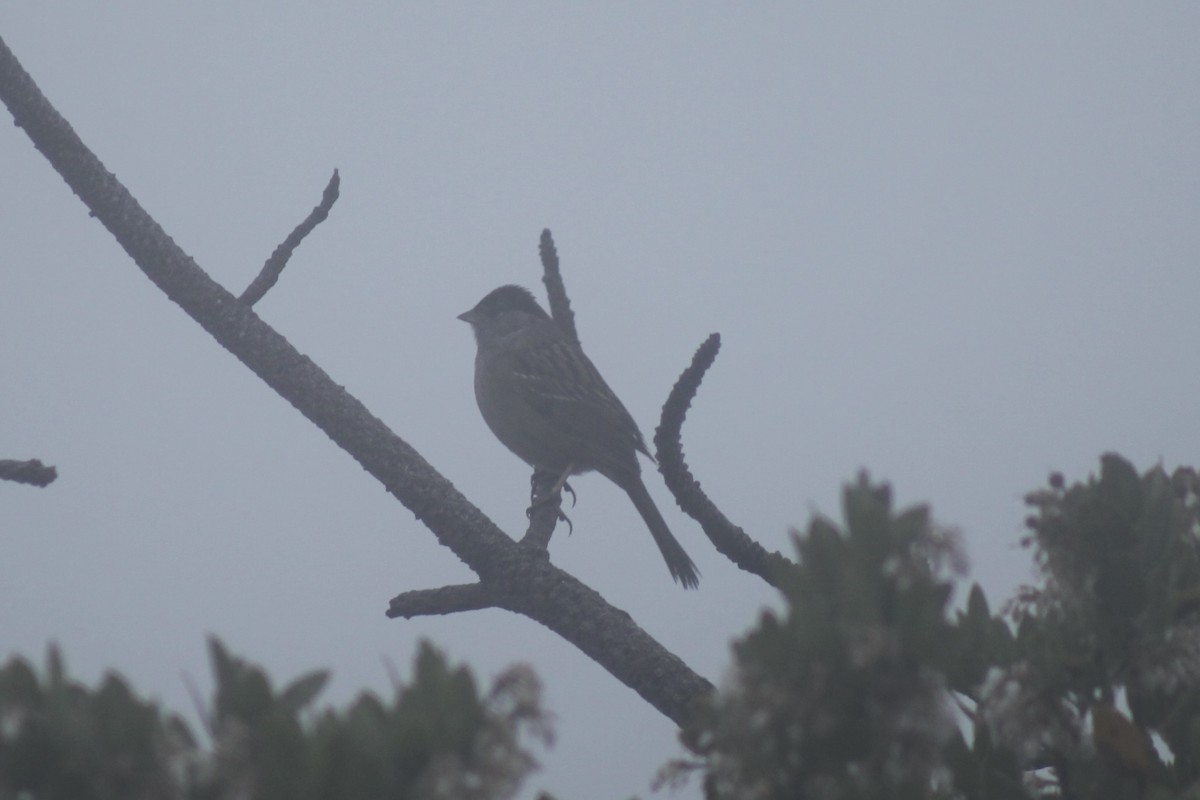 Golden-crowned Sparrow - ML565831991