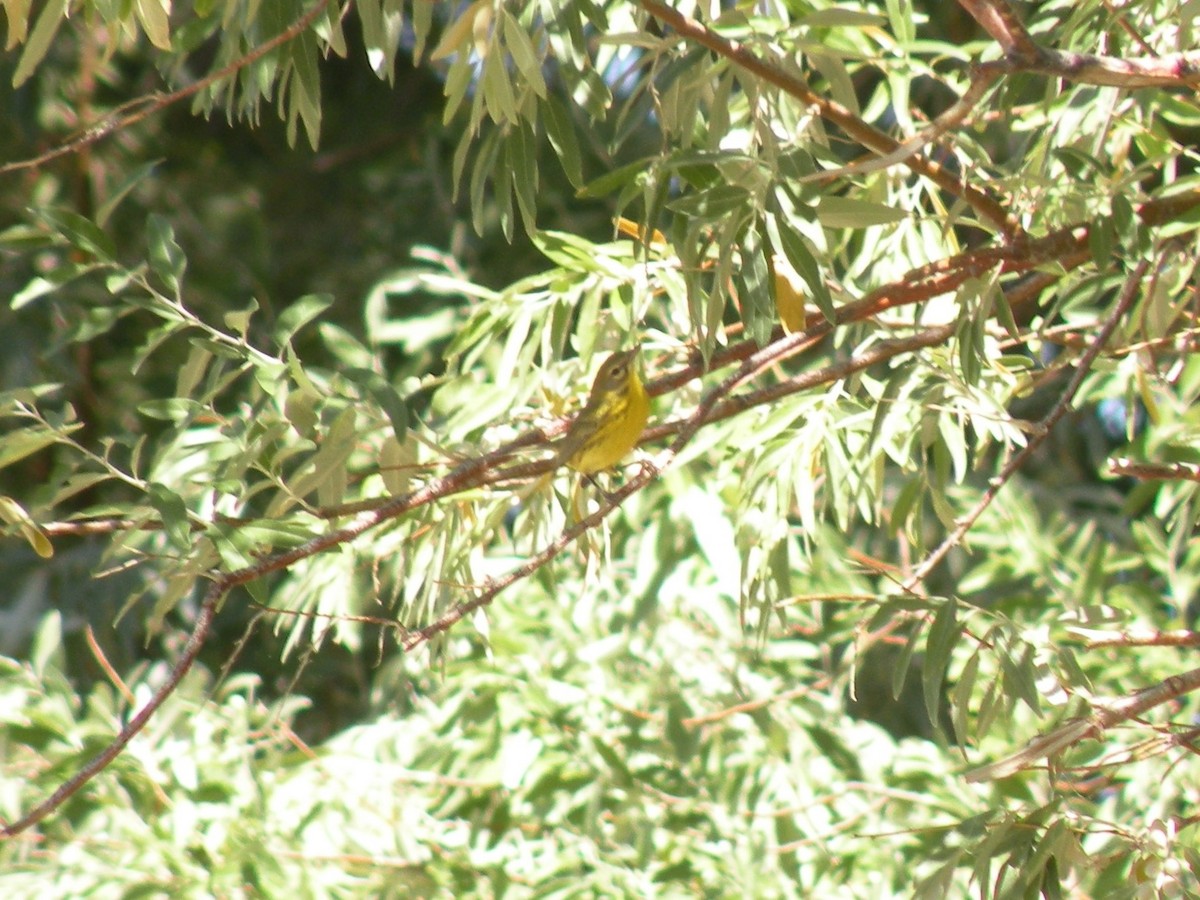 Prairie Warbler - ML565832071