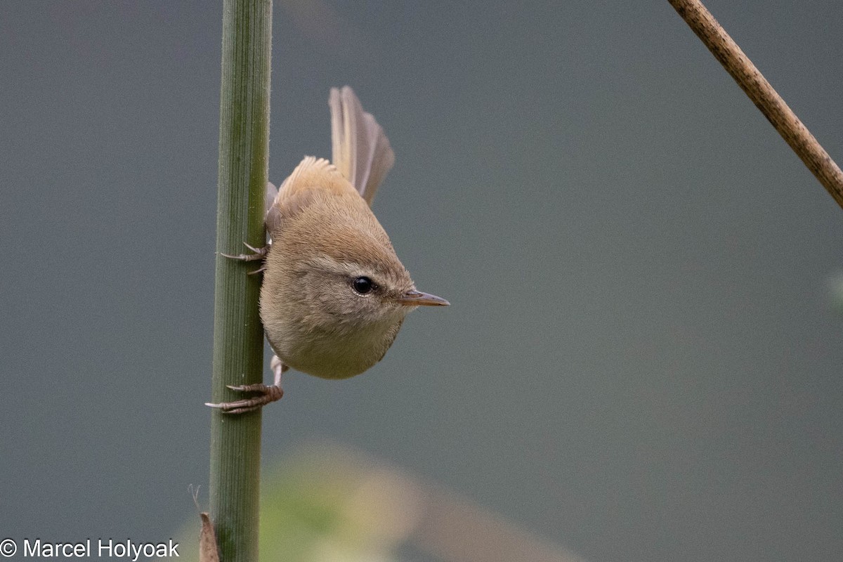 Hume's Bush Warbler - ML565833351