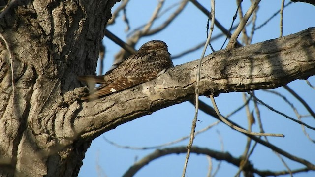 Lesser Nighthawk - ML565833601