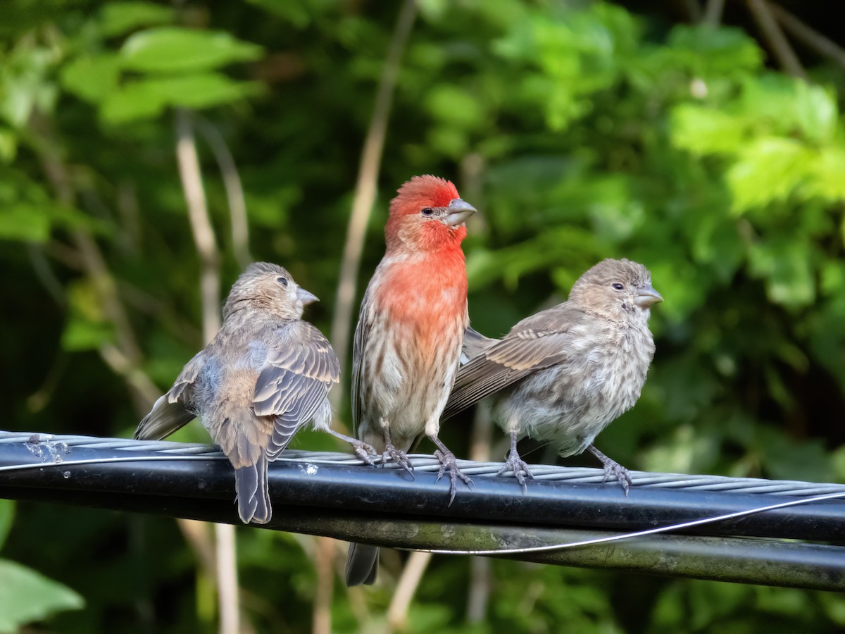 House Finch - Barbara Riley