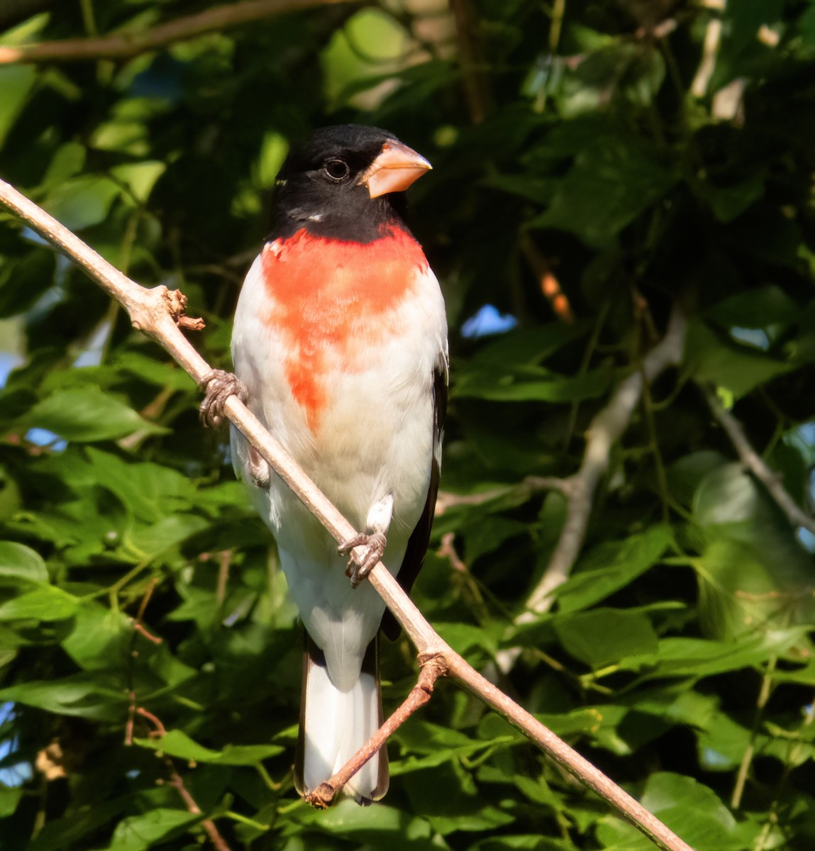 Rose-breasted Grosbeak - ML565833871