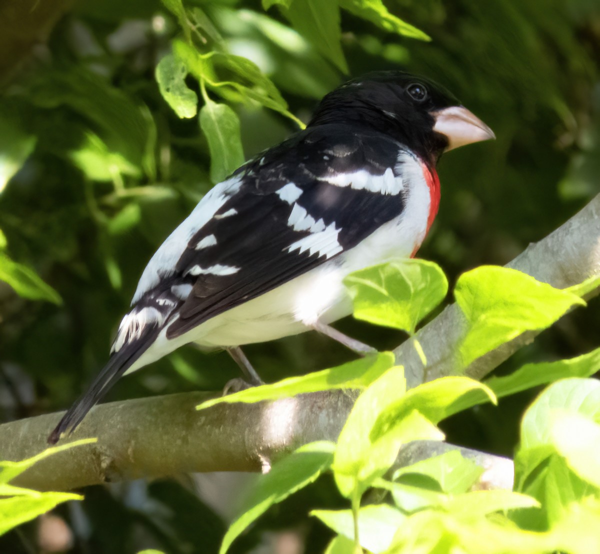 Rose-breasted Grosbeak - ML565833881