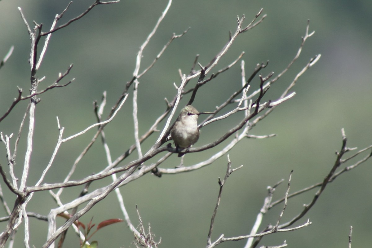 Costa's Hummingbird - ML565834721
