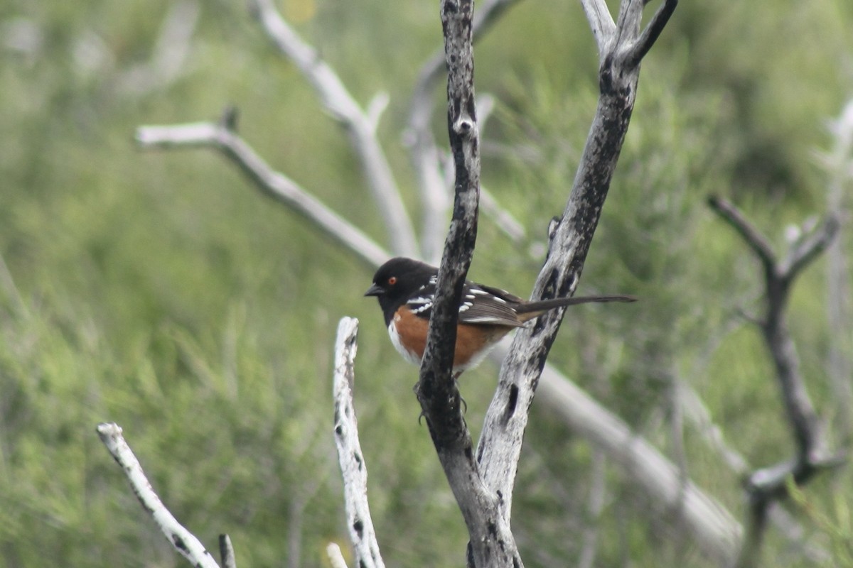 Spotted Towhee - ML565834741