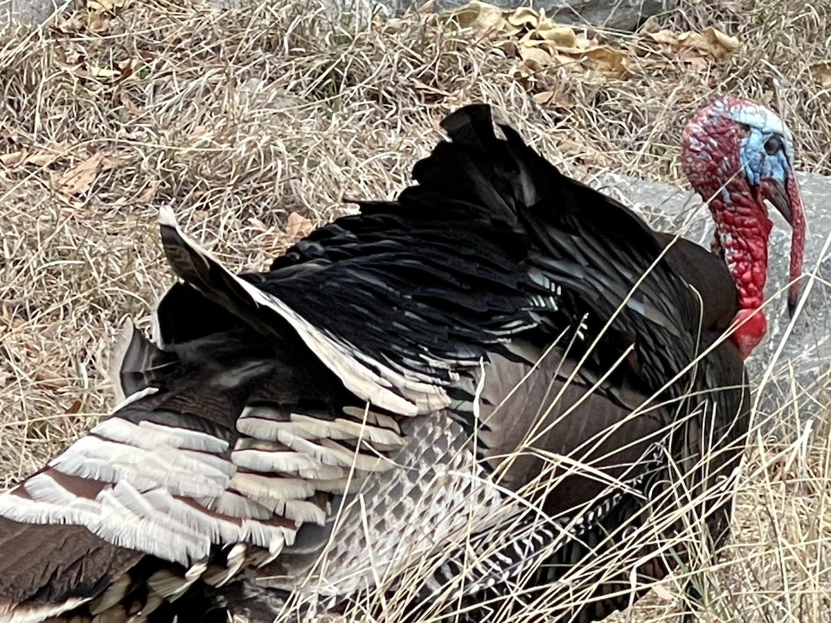 Wild Turkey - Charity Hagen