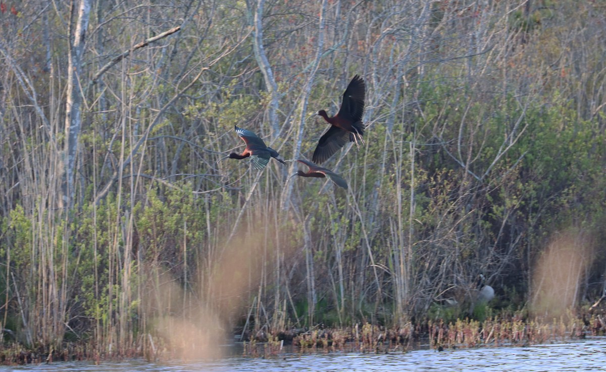 Glossy Ibis - ML565837351