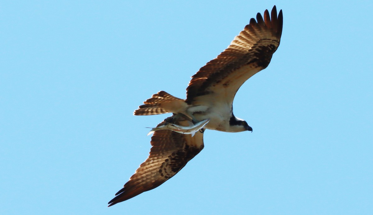 Osprey - ML565837491