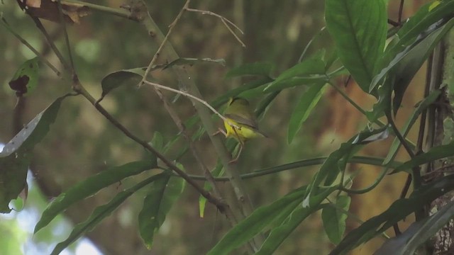 Hooded Warbler - ML565838191