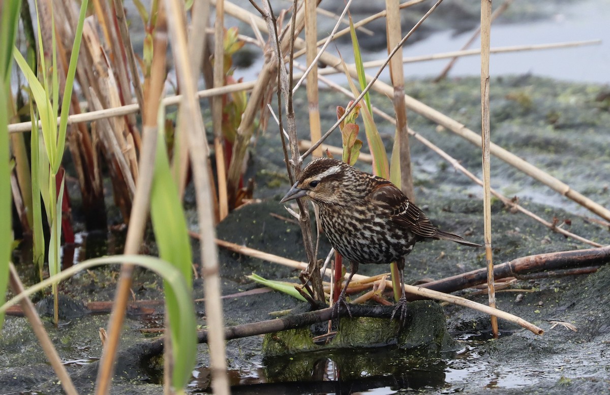 Red-winged Blackbird - ML565838241