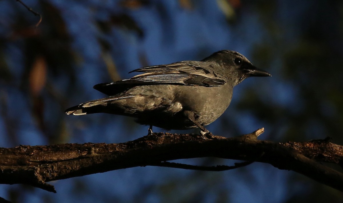 Common Cicadabird (Slender-billed) - Kevin Bartram