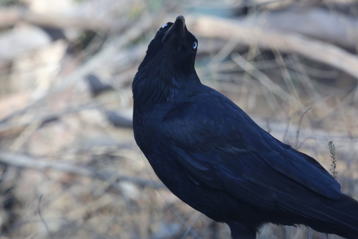 Australian Raven - ML565838531