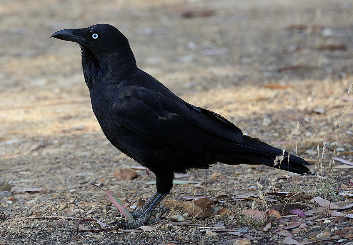 Australian Raven - ML565838551