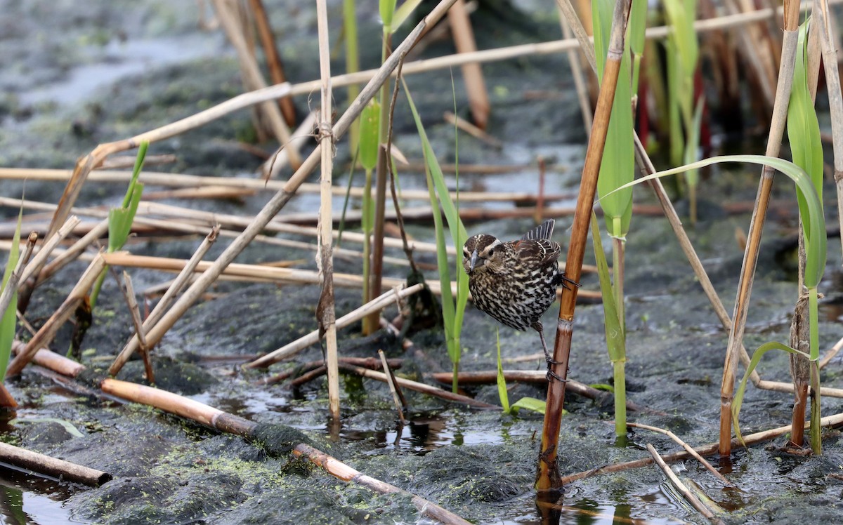 Red-winged Blackbird - ML565838571