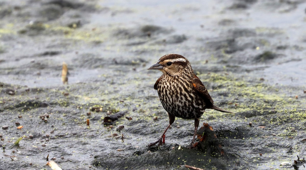 Red-winged Blackbird - ML565838681