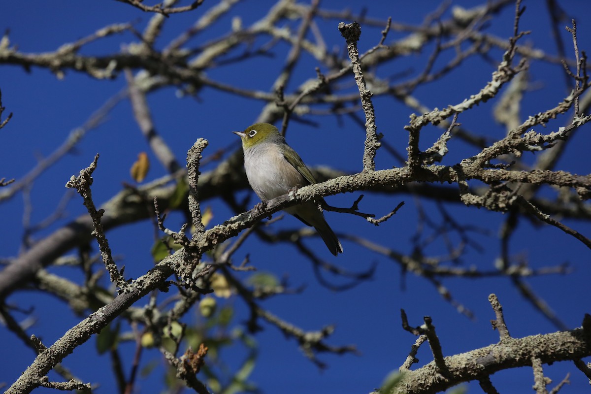 Silvereye - ML565838701