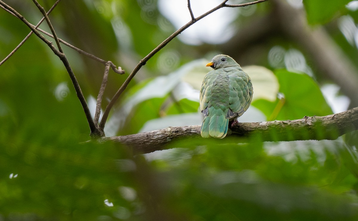 Black-chinned Fruit-Dove - ML565838961