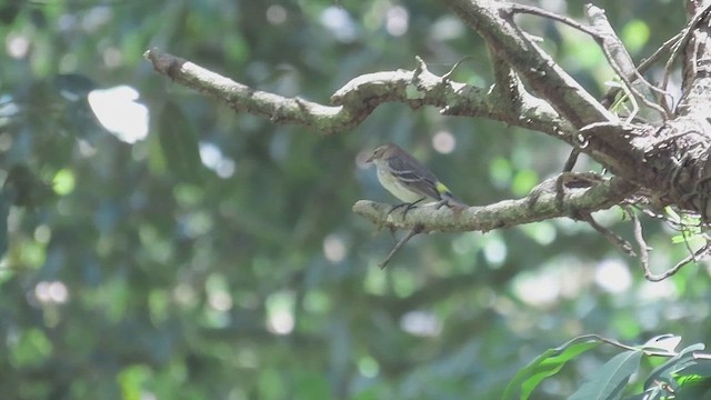 Пісняр-лісовик жовтогузий (підвид coronata) - ML565839041