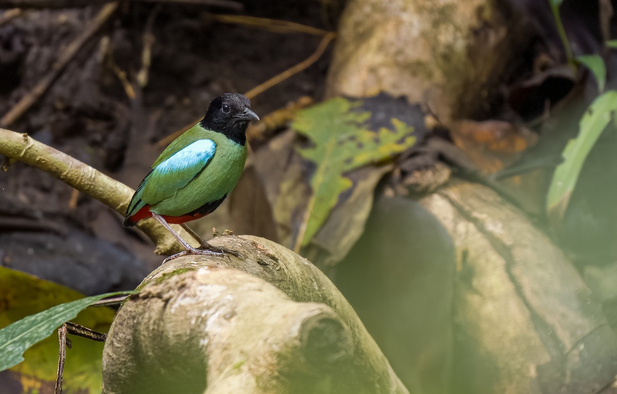 Western Hooded Pitta (Philippine) - ML565839061