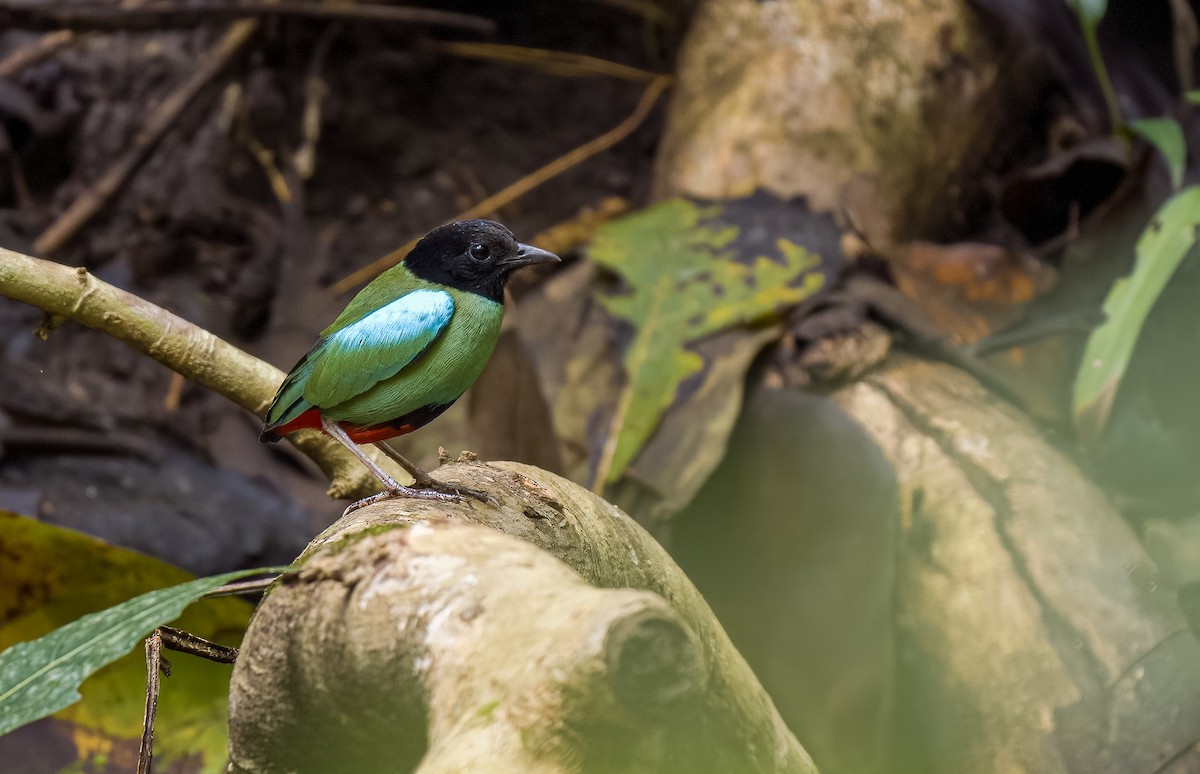 Western Hooded Pitta (Philippine) - ML565839071