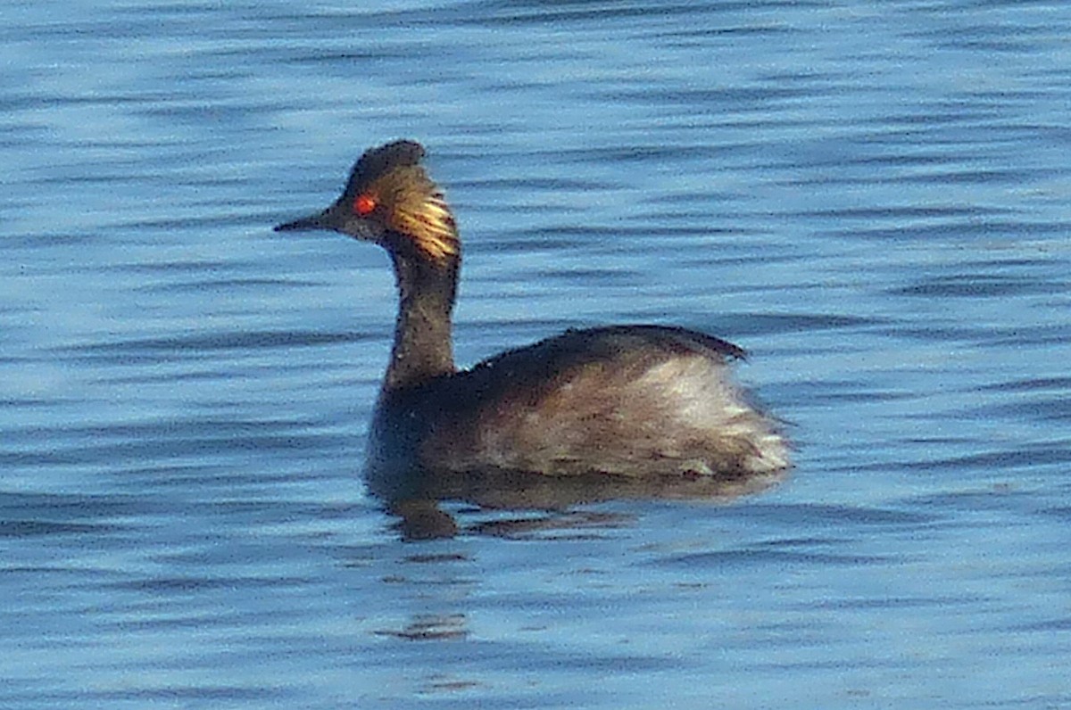 Eared Grebe - ML565839791