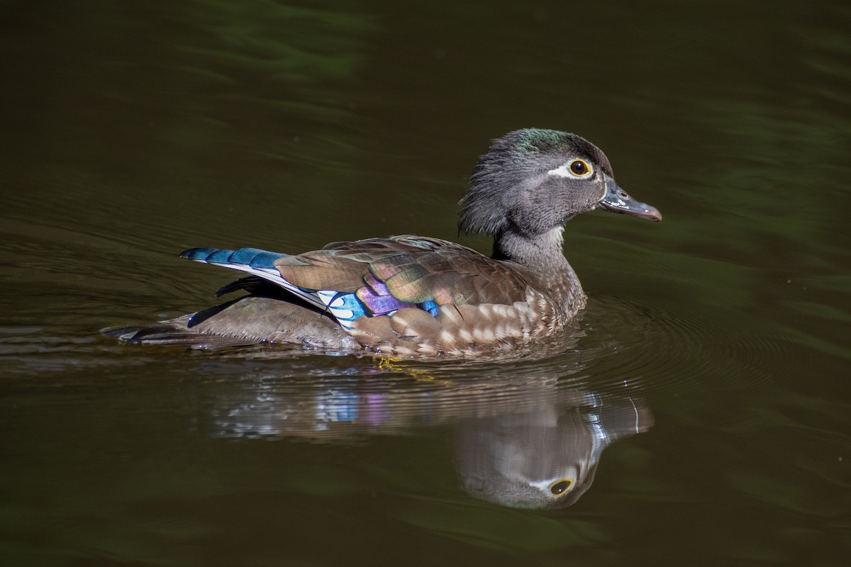 Wood Duck - ML565840891
