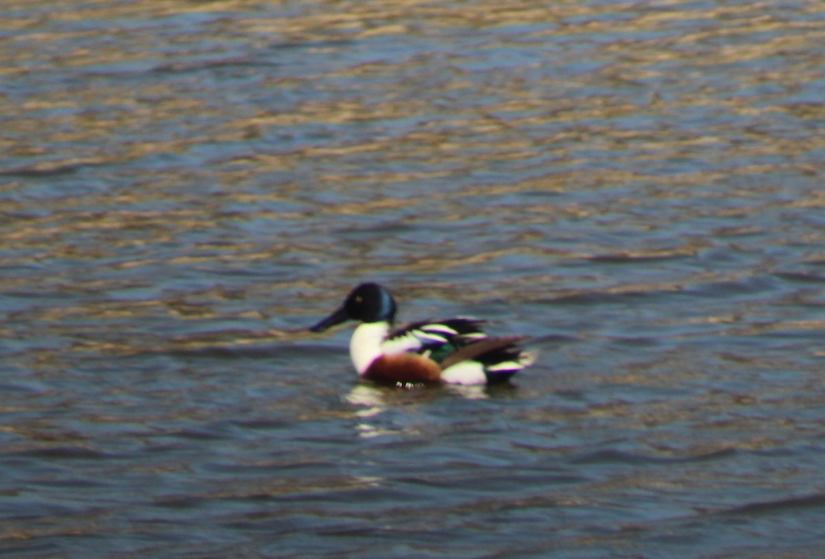 Northern Shoveler - ML565841071