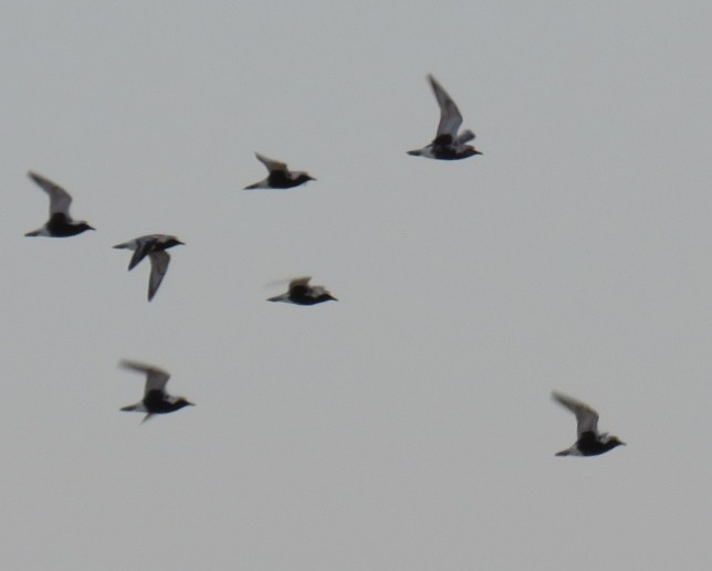 Black-bellied Plover - ML565841341