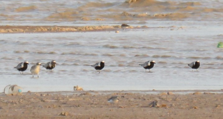 Black-bellied Plover - ML565841351