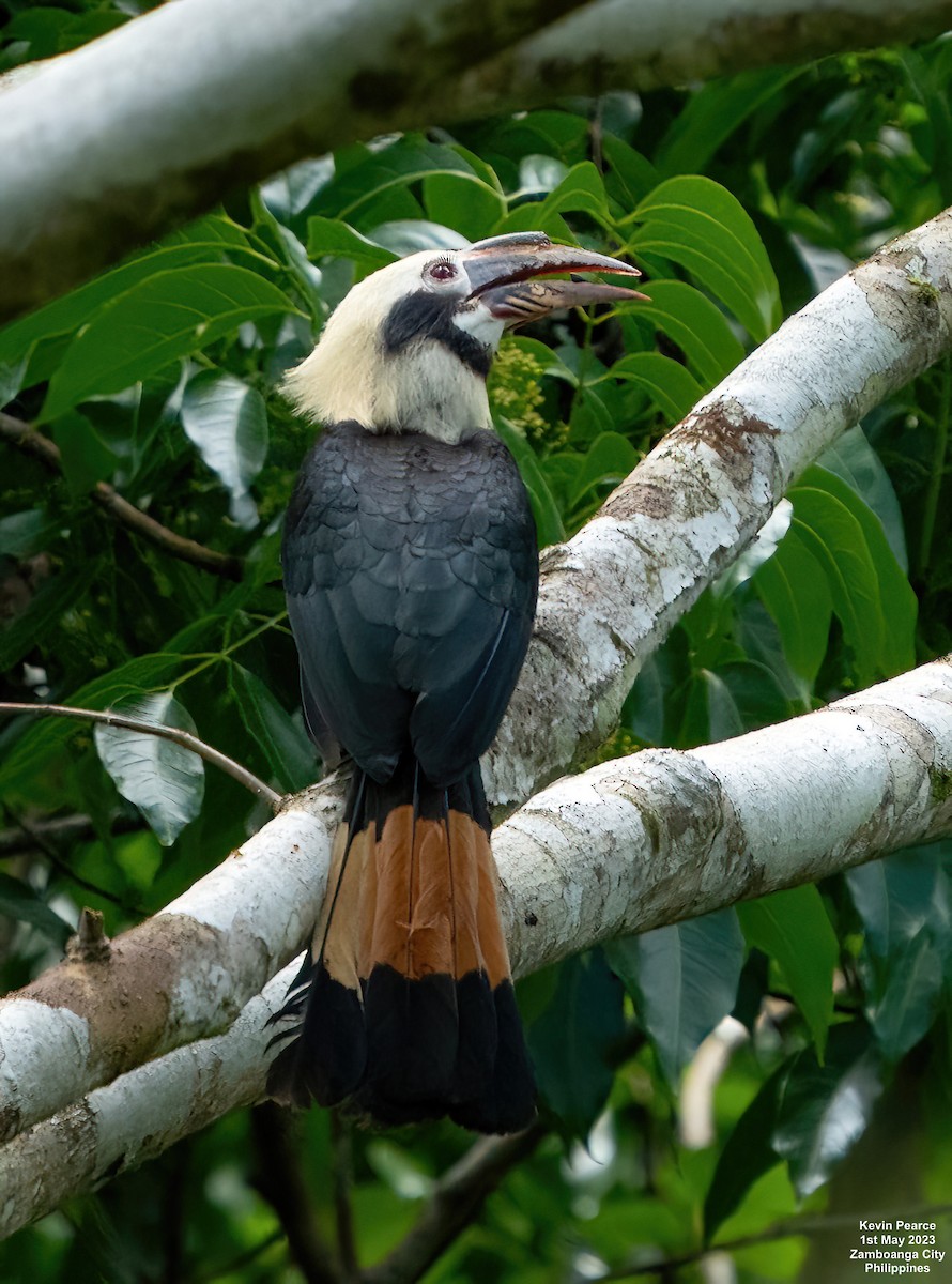 Mindanao Hornbill - Kevin Pearce