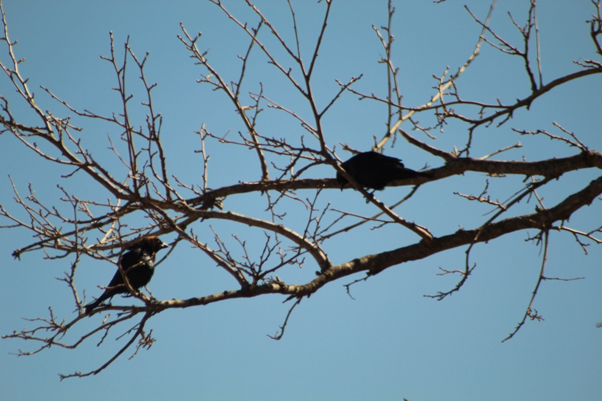 Brown-headed Cowbird - ML565841701